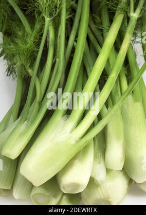 Wenig Fenchel, Foeniculum Vulgare, Gemüse vor weißem Hintergrund Stockfoto