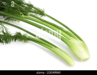 Wenig Fenchel, Foeniculum Vulgare, Gemüse vor weißem Hintergrund Stockfoto