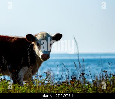 Kleines Hereford-Kalb auf Weide, rot und weiß, Nahaufnahme. Stockfoto