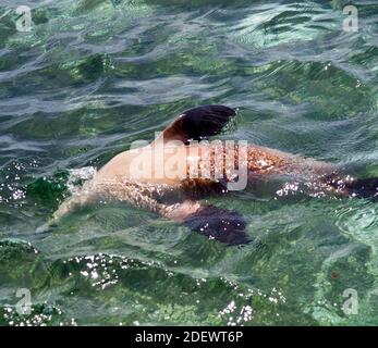 Australischer Seelöwenpup (Neophoca cinerea) an der Oberfläche, Fishermans Island Nature Reserve, Green Head, Western Australia Stockfoto