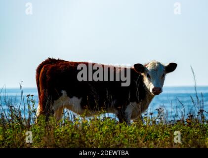 Kalb weidet auf wildem Gras und Blumen auf einem Feld am Meer. Stockfoto