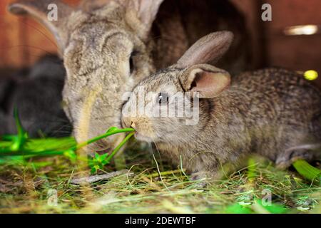 Ein kleines graues Kaninchen neben meiner Mutter. Berühren von Tierbeziehungen. Pflege der Nachkommen. Stockfoto