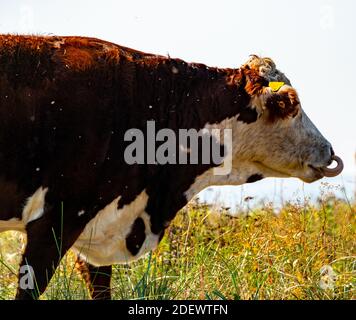 Kopf einer Kuh mit der Zunge, die herausragt und die Nase leckt. Nahaufnahme. . Hochwertige Fotos Stockfoto