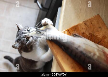 Eine hungrige Katze schaut auf den Schwanz eines Fisches auf dem Küchentisch. Ein Haustier stiehlt Nahrung vom Tisch. Katzendelikatesse Stockfoto