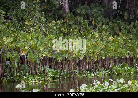 Wald und Fluss im Orinokodelta in Venezuela Stockfoto