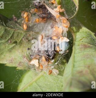 ENOPLOGNATHA OVATA Nest und seine Ei doposis SAC das Blau Graue Kugel Stockfoto