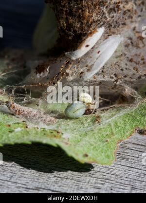 ENOPLOGNATHA OVATA im Nest auf seinem Eierdopositsack Stockfoto