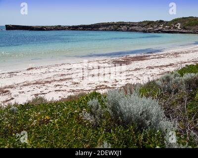 Weißer Sand und Algen, Dynamite Bay, Green Head Stockfoto