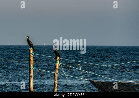 Zwei große schwarze Kormorane, die auf Fischernetzpfählen am Meer ruhen. . Hochwertige Fotos Stockfoto