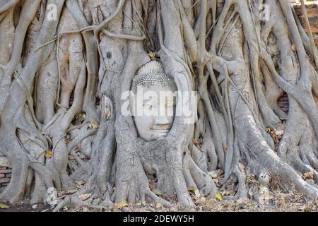 Buddha-Baum Stockfoto