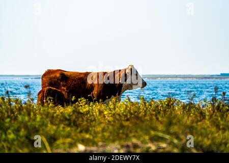 Kalb trinkt Milch von seiner Mutter. Kuh und Kalb auf einer Wiese am Strand. Stockfoto