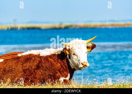 Kuh der Hereford-Rasse, die auf einer Wiese am Meer ruht. Stockfoto