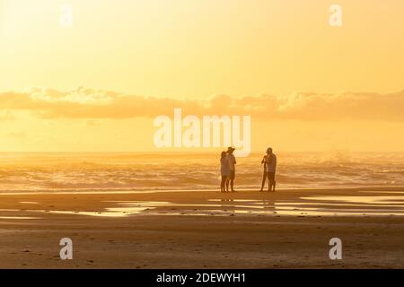 AUCKLAND, NEUSEELAND - 15. Feb 2020: Auckland / Neuseeland - 27 2020. Januar: Blick auf den dunstigen North Piha Strand im Abendlicht mit einer Gruppe junger Moortiere Stockfoto