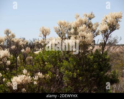 Grevillea polybotrya an einem Straßenrand in der Nähe von Green Head, Western Australia Stockfoto