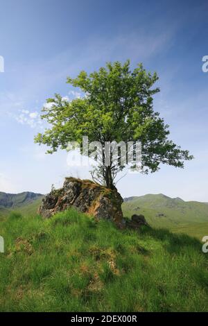 Geographie / Reisen, Großbritannien, Schottland, Baum auf Felsen, Additional-Rights-Clearance-Info-not-available Stockfoto
