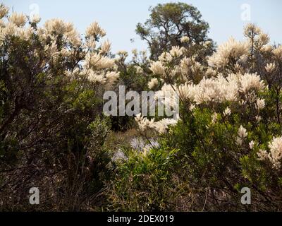 Grevillea polybotrya an einem Straßenrand in der Nähe von Green Head, Western Australia Stockfoto