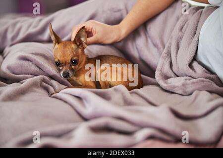 Lady kratzt einen Hund hinter dem Ohr Stockfoto