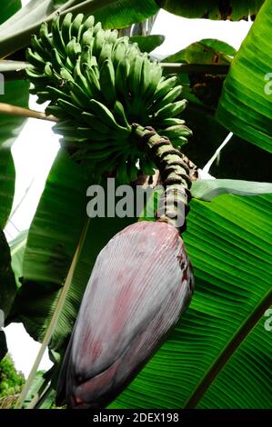 Bananenblüte mit einem Bund grüner Bananen oder Kochbananen Auf einem Baum (Musa paradisiaca) Stockfoto
