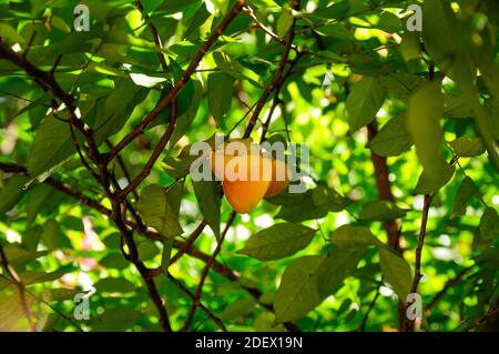 Carambola in einer üppigen tropischen Vegetation, auch bekannt als Starfrucht, ist die Frucht von Averrhoa carambola Stockfoto