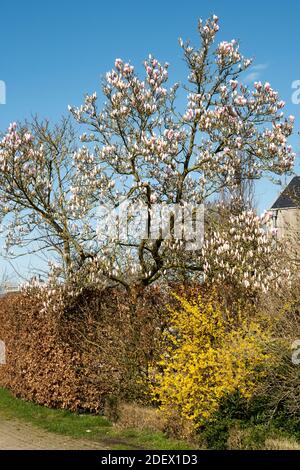 Magnolia x soulangeana in voller Blüte Stockfoto