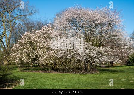 Prunus und Magnolia soulangeana in voller Blüte Stockfoto