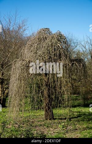 Der hängende Baum Morus alba 'Pendula' Stockfoto