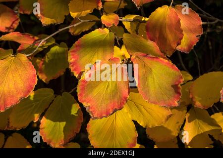 Autumn color of Witch hazel or Hamamelis x intermedia Stockfoto