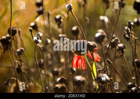 Pflanzen nach der Blüte mit einer Blüte von Echinacea Stockfoto