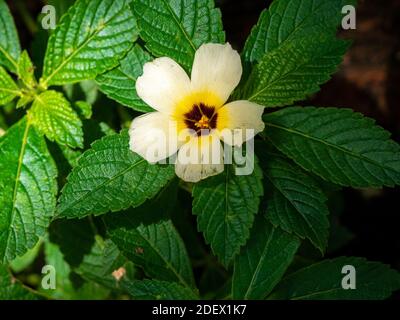 Weißer Butterbecher bekannt als Schwefel-Erle, Politiker's Flower, Dark-Eyed Turnera und White Erle (Turnera subulata), Gelbe Blume in einem grünen Garten Stockfoto