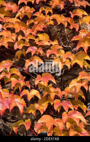 Herbstblätter von Parthenocissus tricuspidata Stockfoto