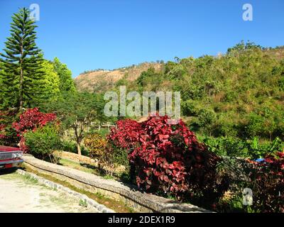 Pflanzen im Garten in Myanmar Land Stockfoto