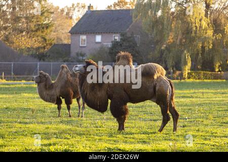 Ackerland Grasland Feld mit zwei baktrischen Kamelen in den Niederlanden mit goldenen Herbstfarben und Sonnenlicht Beleuchtung der Gras, Bäume und Haus in Stockfoto