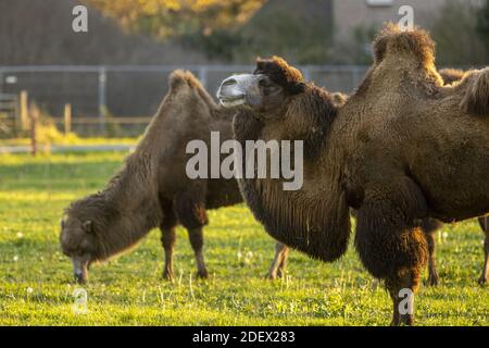 Baktrian Kamele in einem grünen Ackerland Wiese Feld in der Niederlande mit goldenem Herbstsonnenlicht, das ein Randlicht erzeugt Die Tiere Pelz Stockfoto