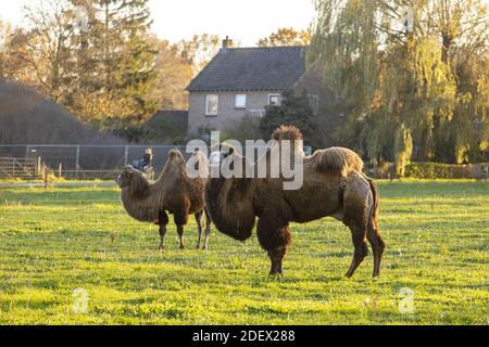 Ein paar baktrische Kamele in einem grünen Wiesenfeld Die Niederlande mit goldenen Herbstfarben und Sonnenlicht Das Gras und die Bäume dahinter Stockfoto
