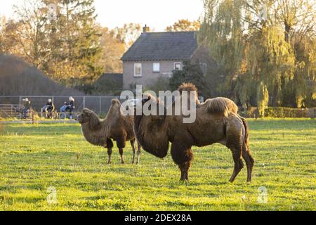 Zwei baktrische Kamele in einem grünen Wiesenfeld in den Niederlanden mit goldenen Herbstfarben und Sonnenlicht, die Gras, Bäume und Haus erleuchten Stockfoto