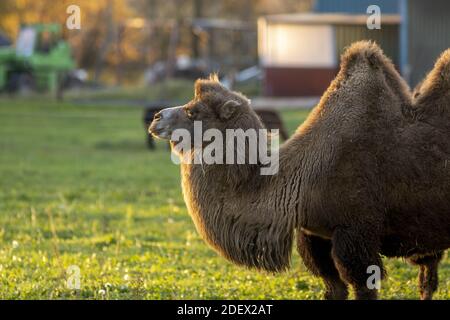 Goldenes Leuchten Randlicht auf dem Kopf eines Baktrians Kamel in einem grünen Wiese Feld in den Niederlanden mit goldene Herbstfarben Stockfoto