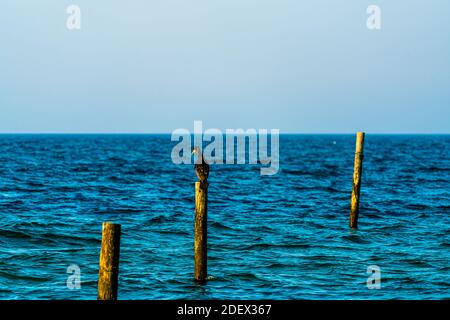 Einsamer Kormoran, der auf einem Holzpfahl am Meer sitzt Stockfoto