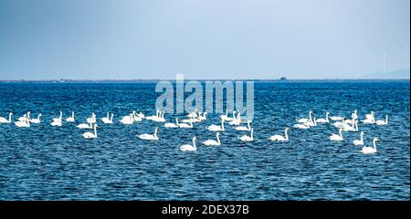 Eine Schar weißer Schwäne, die vor der Migration auf dem Wasser ruhen. Stockfoto