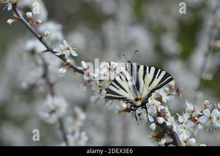 Iphiclides podalirius, seltener Schwalbenschwanzschmetterling großer gelber Schmetterling auf einem weiß blühenden Baumzweig. Die Hintergrundfarbe der Flügel ist cremig Stockfoto