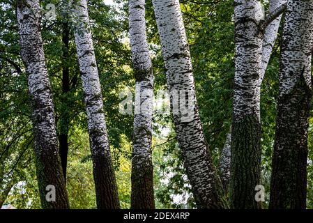 Detail der weißen Pappeln (Populus alba) Stämme, im Sommer. Kiew, Ukraine. Stockfoto