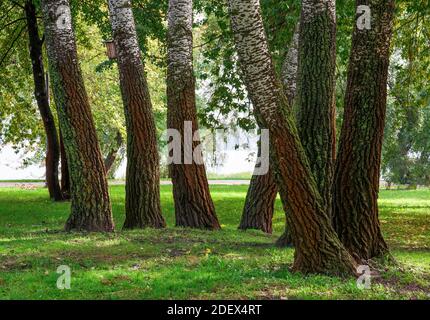 Detail der weißen Pappeln (Populus alba) Stämme, im Sommer. Kiew, Ukraine. Stockfoto