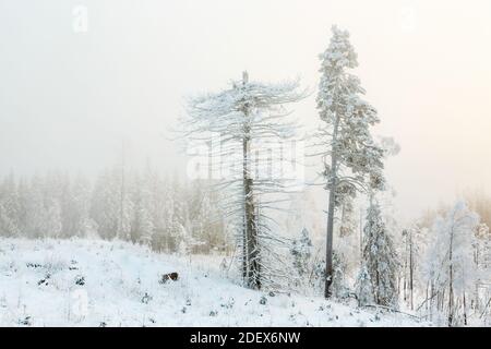 Alter Schneckenbaum in einem frostigen Winterwunderland Stockfoto