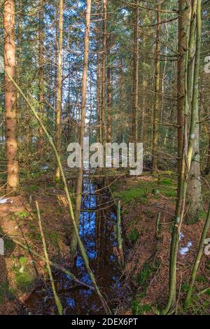 Drainage Graben in einem Wald Pflanzung von Fichten Stockfoto