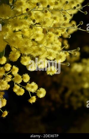 Gelbe Pom Pom Blüten Stockfoto