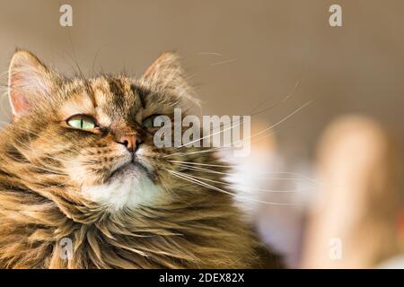 Liebenswert langhaarige Katze mit braunen Haaren suchen nach oben, sibirische Rasse Stockfoto