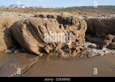 Versteinerte Korallen bei Ogmore-by-Sea, Wales Stockfoto