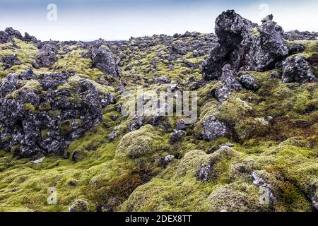 Alte Lavafelder aus vulkanischem Gestein wuchsen mit isländischem Moos Stockfoto