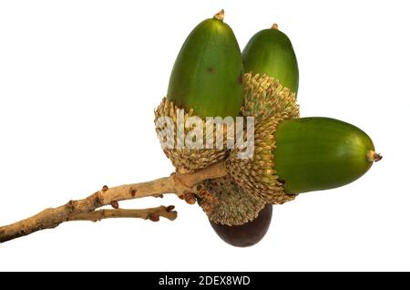 Grüne Korkeiche (Quercus suber) Eicheln auf einem Zweig isoliert über einem weißen Hintergrund. Naturpark Arrabida, Setubal, Portugal. Stockfoto