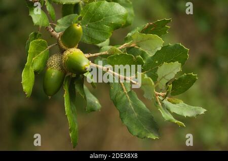 Drei grüne Korkeiche (Quercus suber) Eicheln und Blätter auf einem Zweig über einem unscharf natürlichen Hintergrund. Naturpark Arrabida, Setubal, Portugal. Stockfoto