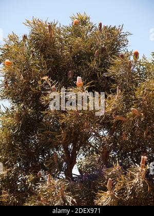 Orange Banksia (Banksia prionotes).auch bekannt als Acorn Banksia. Lesueur National Park, Westaustralien Stockfoto